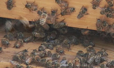 T&S Bee Farm