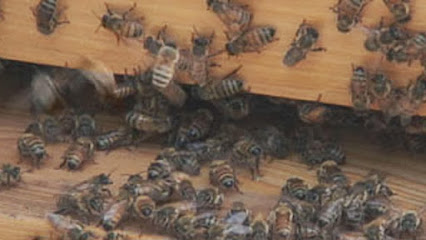 T&S Bee Farm