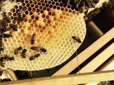 Second Chance Bees - Honey Bee Removal