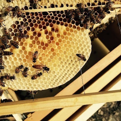 Second Chance Bees - Honey Bee Removal
