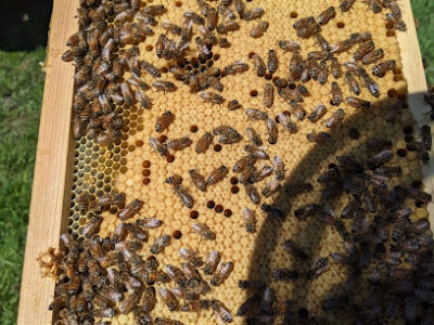 Honeybee Haven Farms