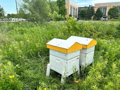 Kinnickinnic Bees