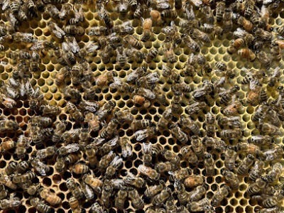 Rena Beez Apiaries, LLC