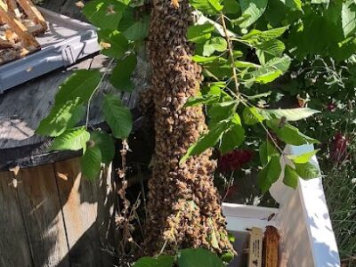 Wenatchee Valley Bee & Supply LLC