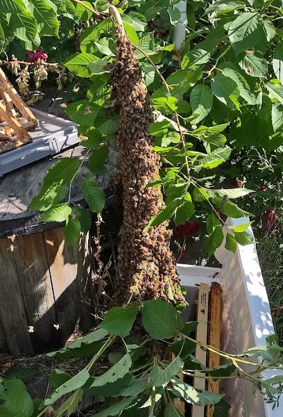 Wenatchee Valley Bee & Supply LLC