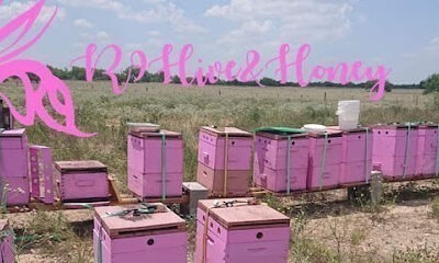 R9 Hive & Honey, Bee removal services