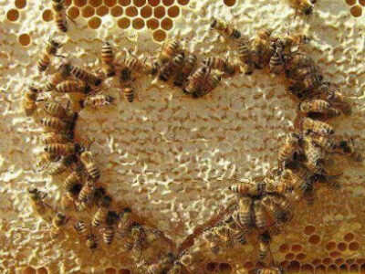If Bees Could Talk