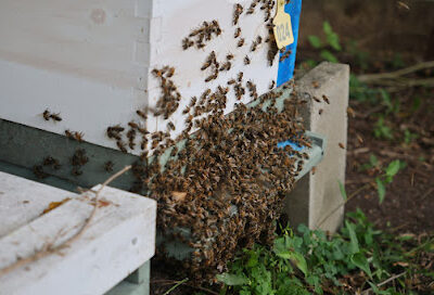 Sticky Fingers Apiary