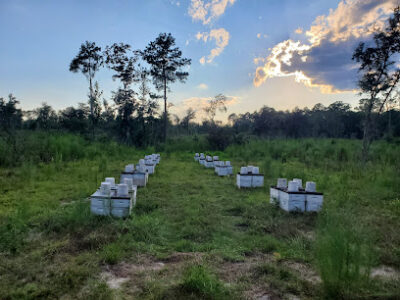 Walk in the Woods Apiary