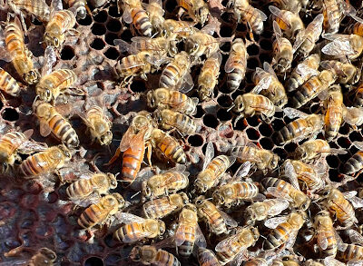 R Weaver Apiaries