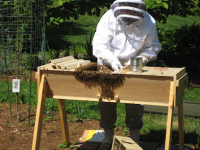 Gold Star Honeybees