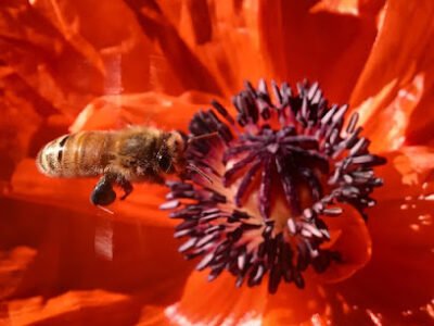 Boost the Bees