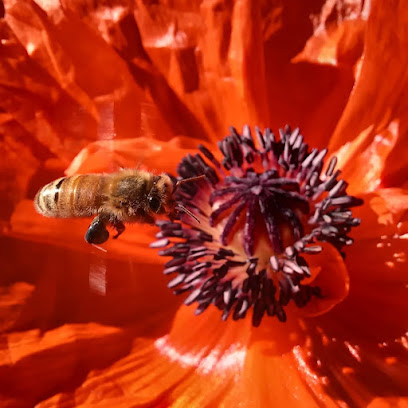 Boost the Bees