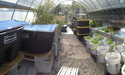 GreenView Aquaponics Family Farm and Apiary