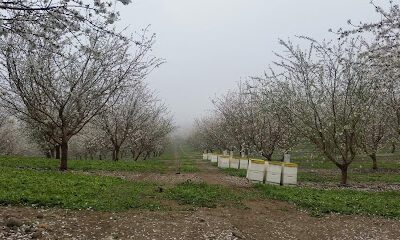California Almond Pollination Service, Inc