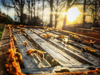 Pollen Peddlers Apiary. LLC