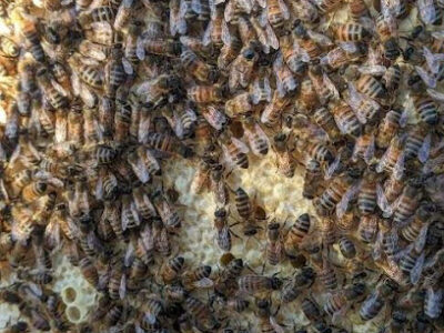 Scooter's Honey Bees