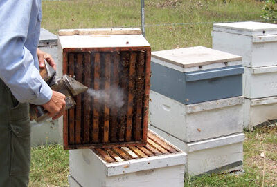 T-Rex Apiaries