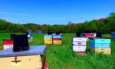 Bee Well Honey Bee Supply