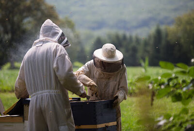 Susquehanna Honey Bee Company