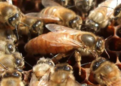 Sullivan’s Queen Bees