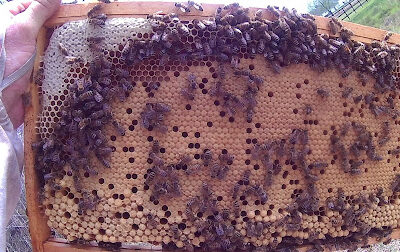 Babers Bee Company