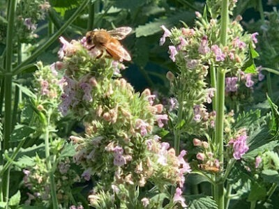 Creek Side Hives