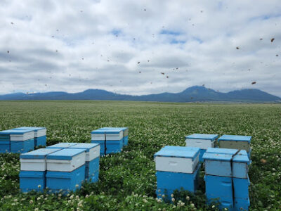 Honey Tree Apiaries