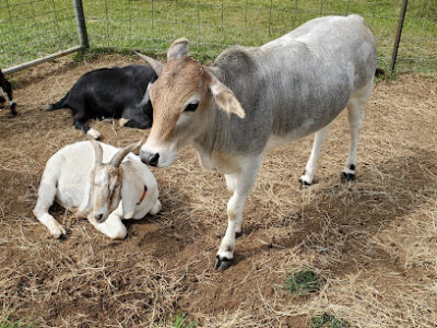 R and R Acres