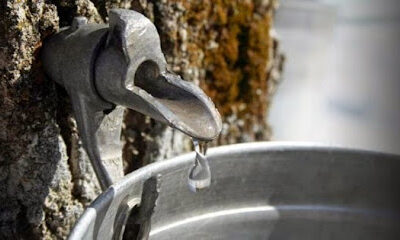 Maple Hollow Syrup and Equipment