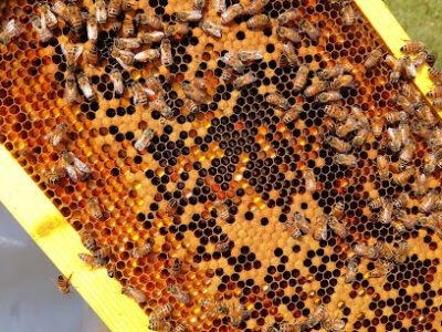 Loves me some honey homestead