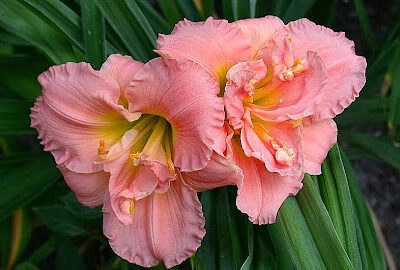 Golden Rayes Daylilies and Apiary