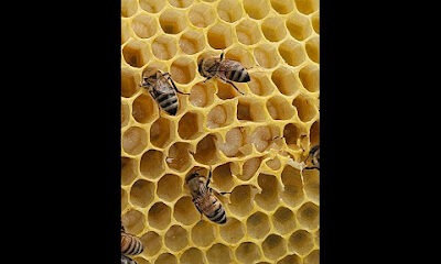 Honey Goods LLC