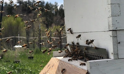 Pagosa Honey and Free Range Bee Ranch