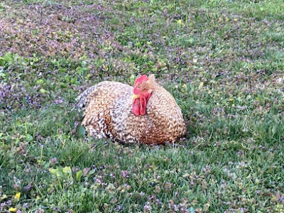 White's Twin-Tree Farms, LLC