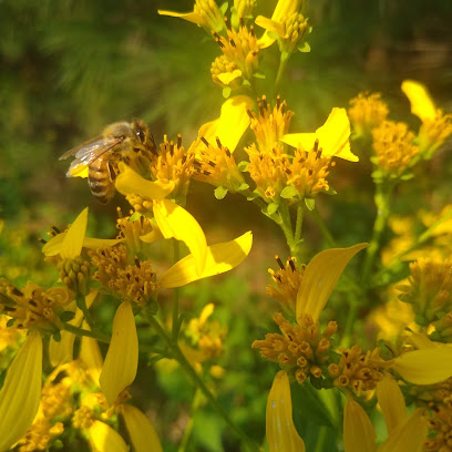 Bee Happy Farms