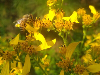 Bee Happy Farms