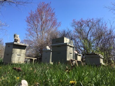 Springfield IL Local Honey