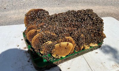 Southwest Honey And Bee Removals LLC.