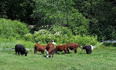 Acorn Acres Farm