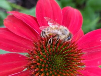 Sandra D's Honey Bees