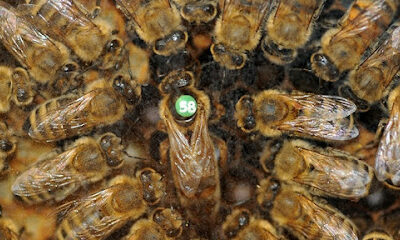 Pine River Apiary