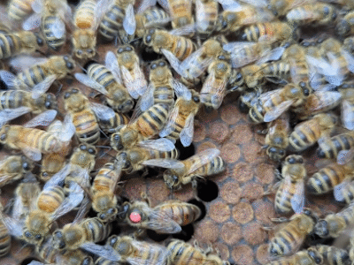 BZ Bee Honey