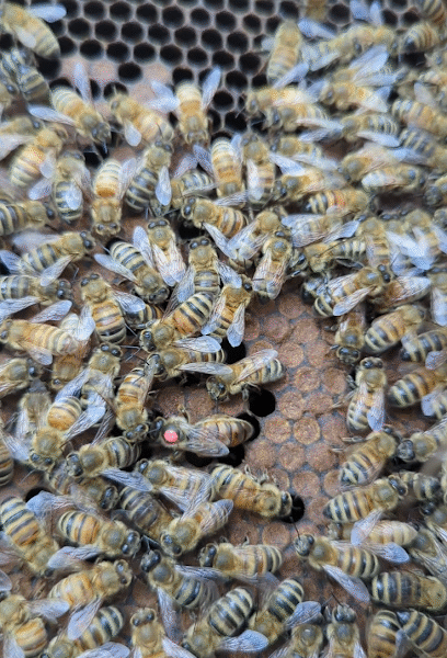BZ Bee Honey