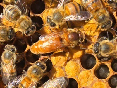 Honeybee Research Project