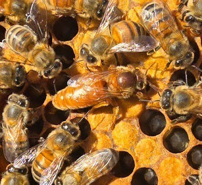 Honeybee Research Project