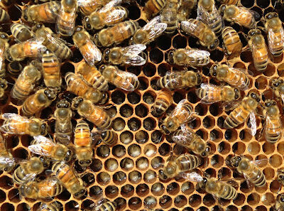 Hudson Valley Bee Supply