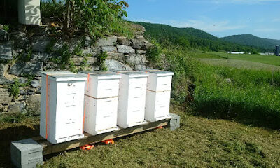 Knapp's Bees, LLC