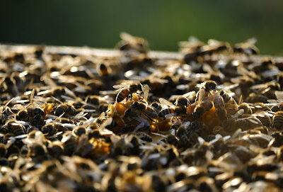 423 Honeybees