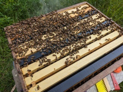 Willow Bee Acres